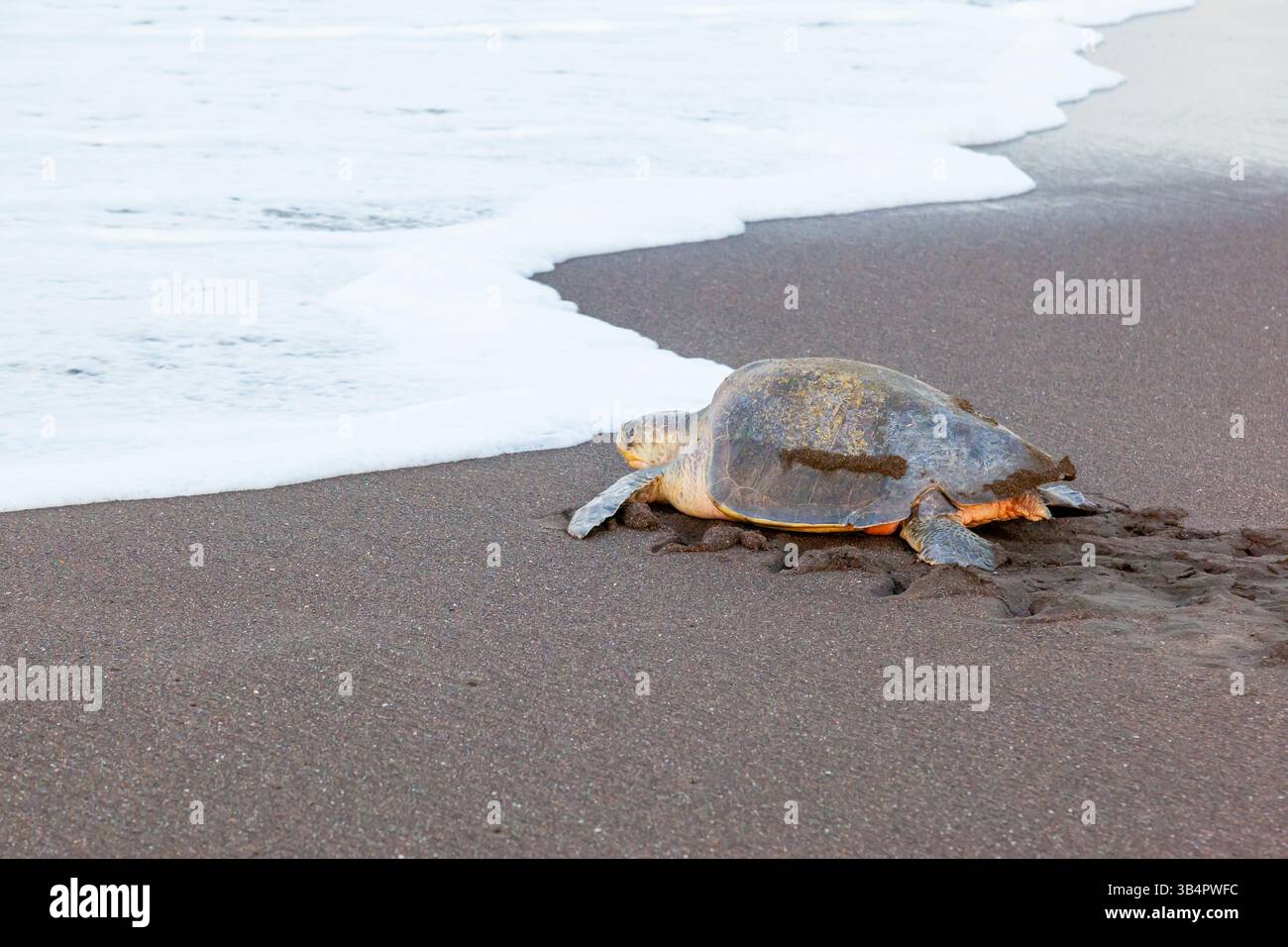 Una tartaruga marina di ridley (Lepidochelys olivacea) che ritorna in mare dopo aver deposto le uova sulla spiaggia al mattino in Costa Rica Foto Stock