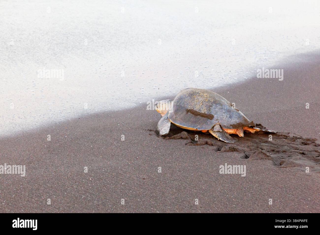 Una tartaruga marina di ridley (Lepidochelys olivacea) che ritorna in mare dopo aver deposto le uova sulla spiaggia al mattino in Costa Rica Foto Stock