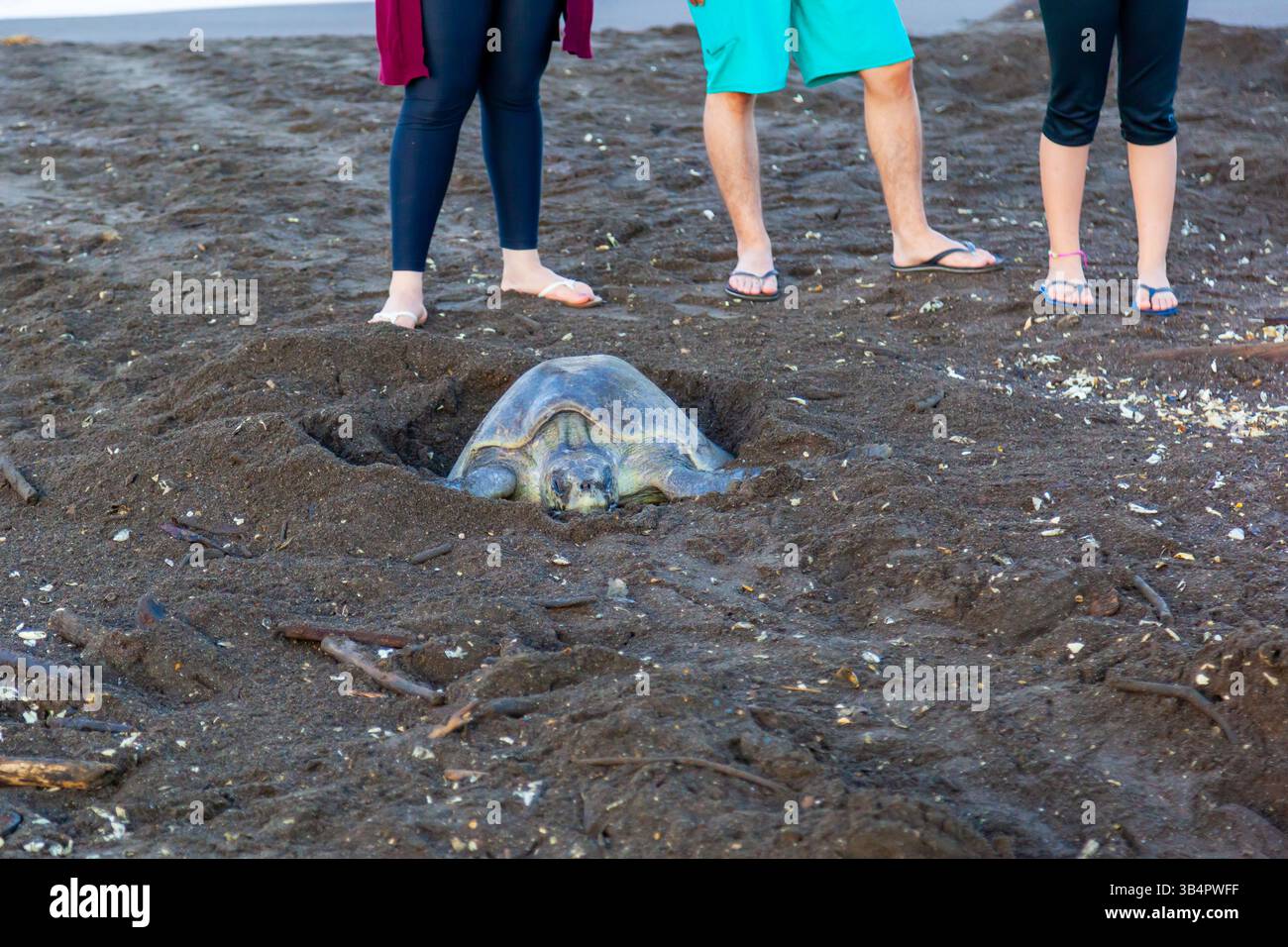 I turisti (tour guidato) osservano una tartaruga marina di ridley che depone uova sulla spiaggia presso l'Ostional Wildlife Refuge al mattino in Costa Rica. Foto Stock