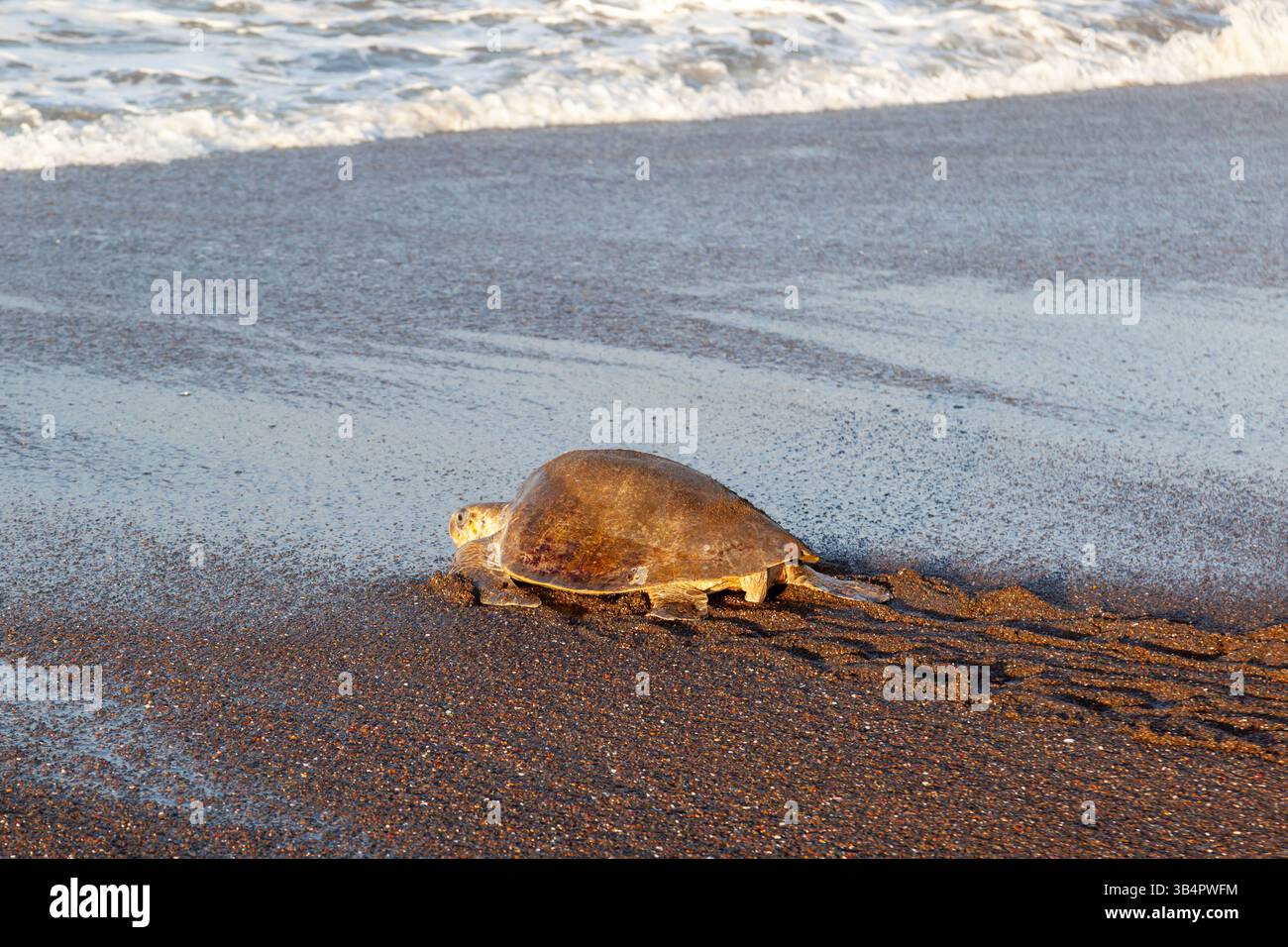 Una tartaruga marina di ridley (Lepidochelys olivacea) che ritorna in mare dopo aver deposto le uova sulla spiaggia al mattino in Costa Rica Foto Stock