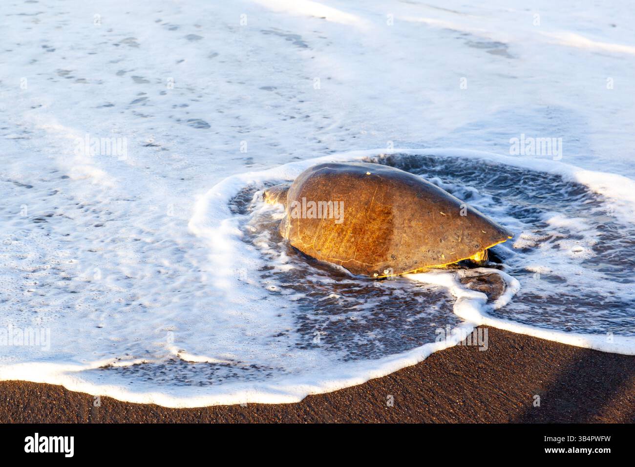 Una tartaruga marina di Olive ridley che torna in mare dopo aver deposto le uova sulla spiaggia la mattina presso l'Ostional Wildlife Refuge in Costa Rica Foto Stock