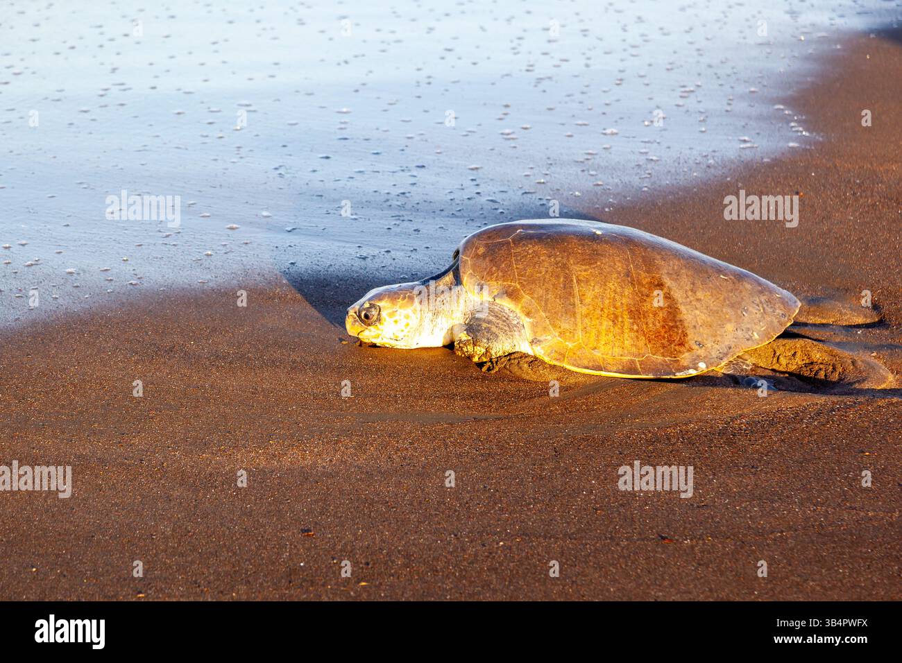Una tartaruga di mare ridley, un'oliva, ferita, cerca di tornare in mare dopo aver deposto le uova sulla spiaggia dell'Ostional Wildlife Refuge in Costa Rica. Foto Stock