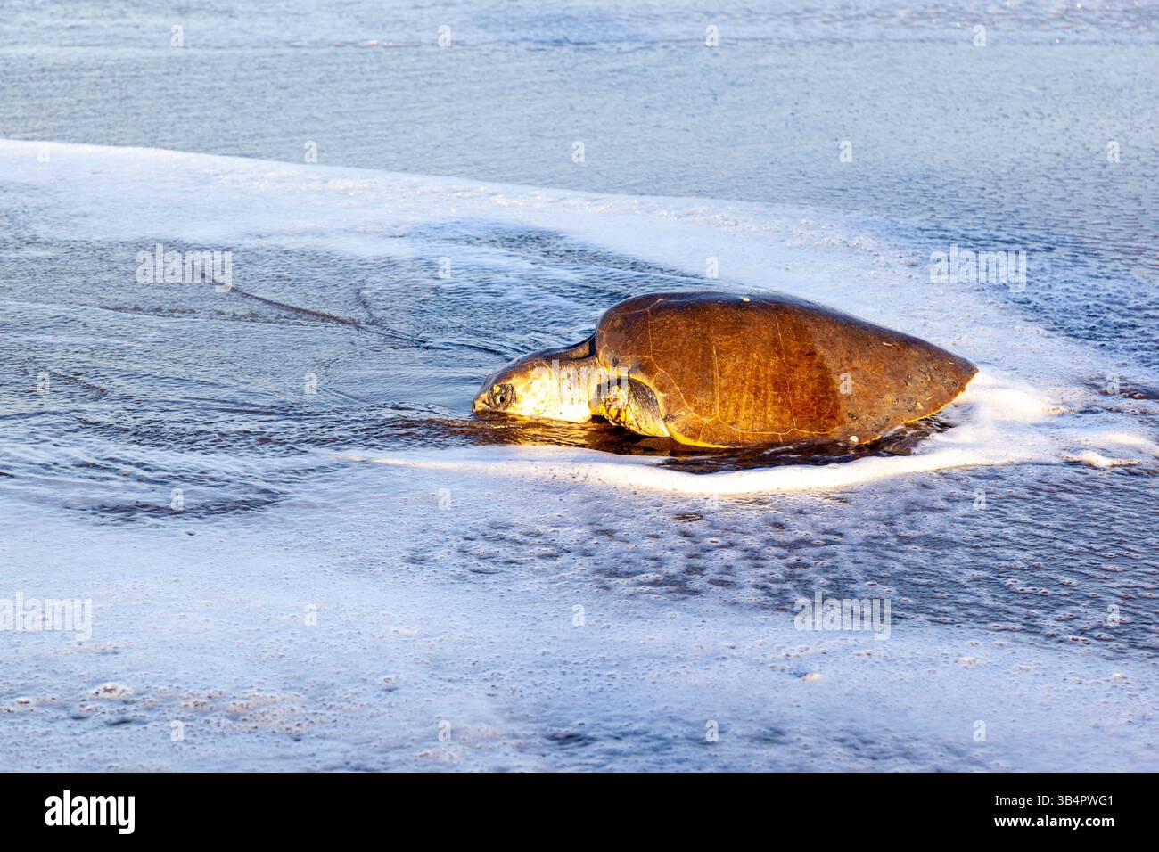 Una tartaruga di mare ridley, un'oliva, ferita, cerca di tornare in mare dopo aver deposto le uova sulla spiaggia dell'Ostional Wildlife Refuge in Costa Rica. Foto Stock