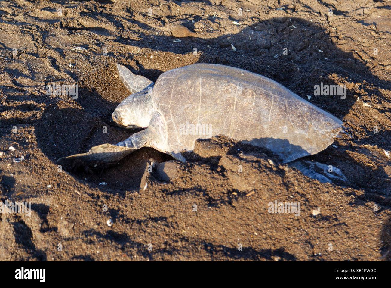 Una tartaruga marina Lepidochelys olivacea che scavava un nido finto dopo aver deposto uova per confondere gli animali alla ricerca di uova Foto Stock