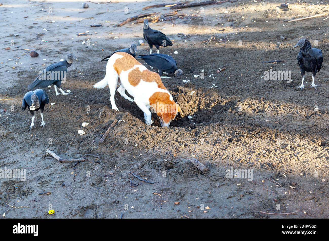 Un cane che sta scavando un nido di tartarughe ridley e un gruppo di avvoltoi neri in attesa di mangiare uova sulla spiaggia all'Ostional Wildlife Refuge in Costa Rica. Foto Stock