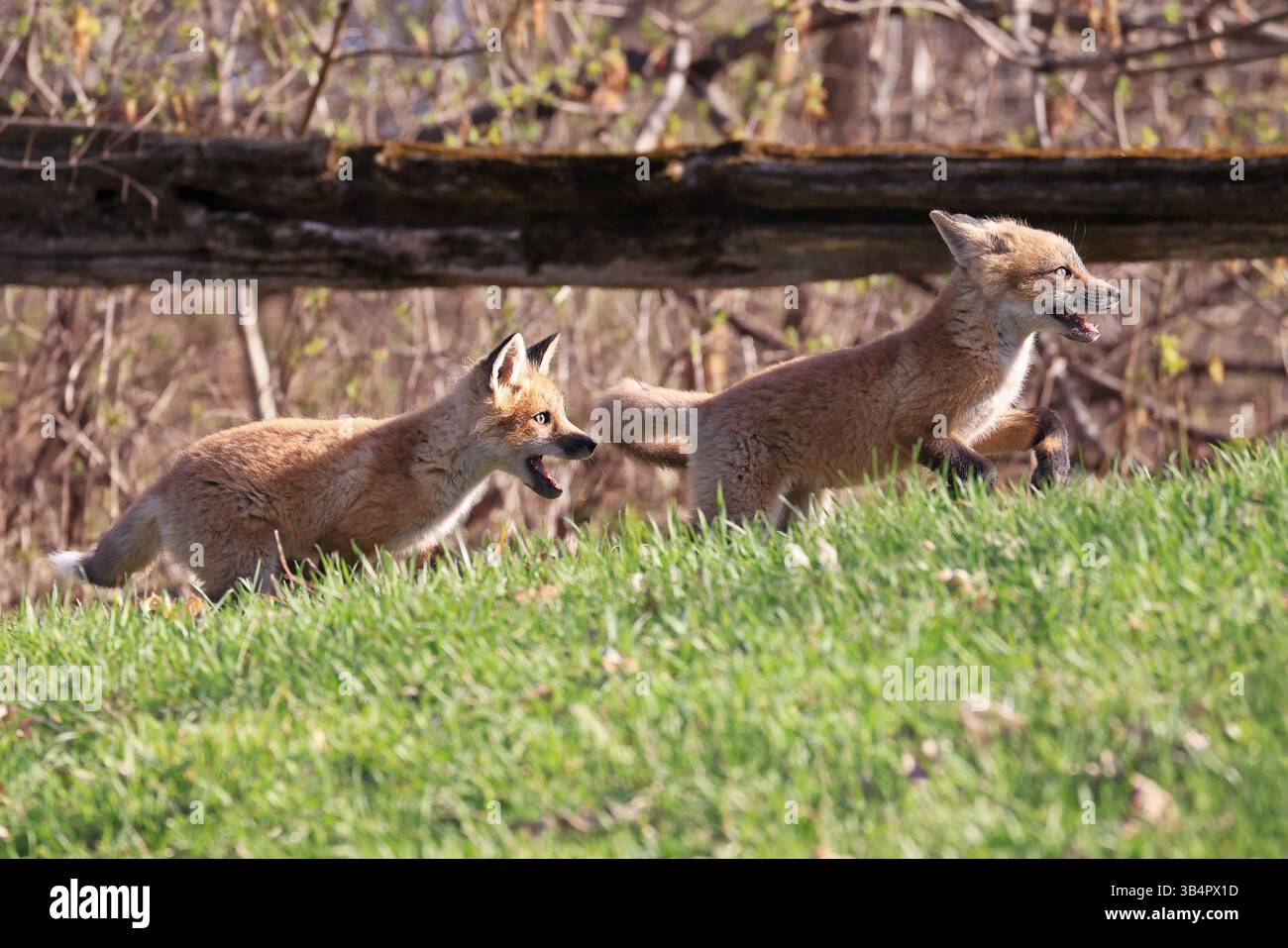 Volpe rossa che corre sull'erba, Canada Foto Stock