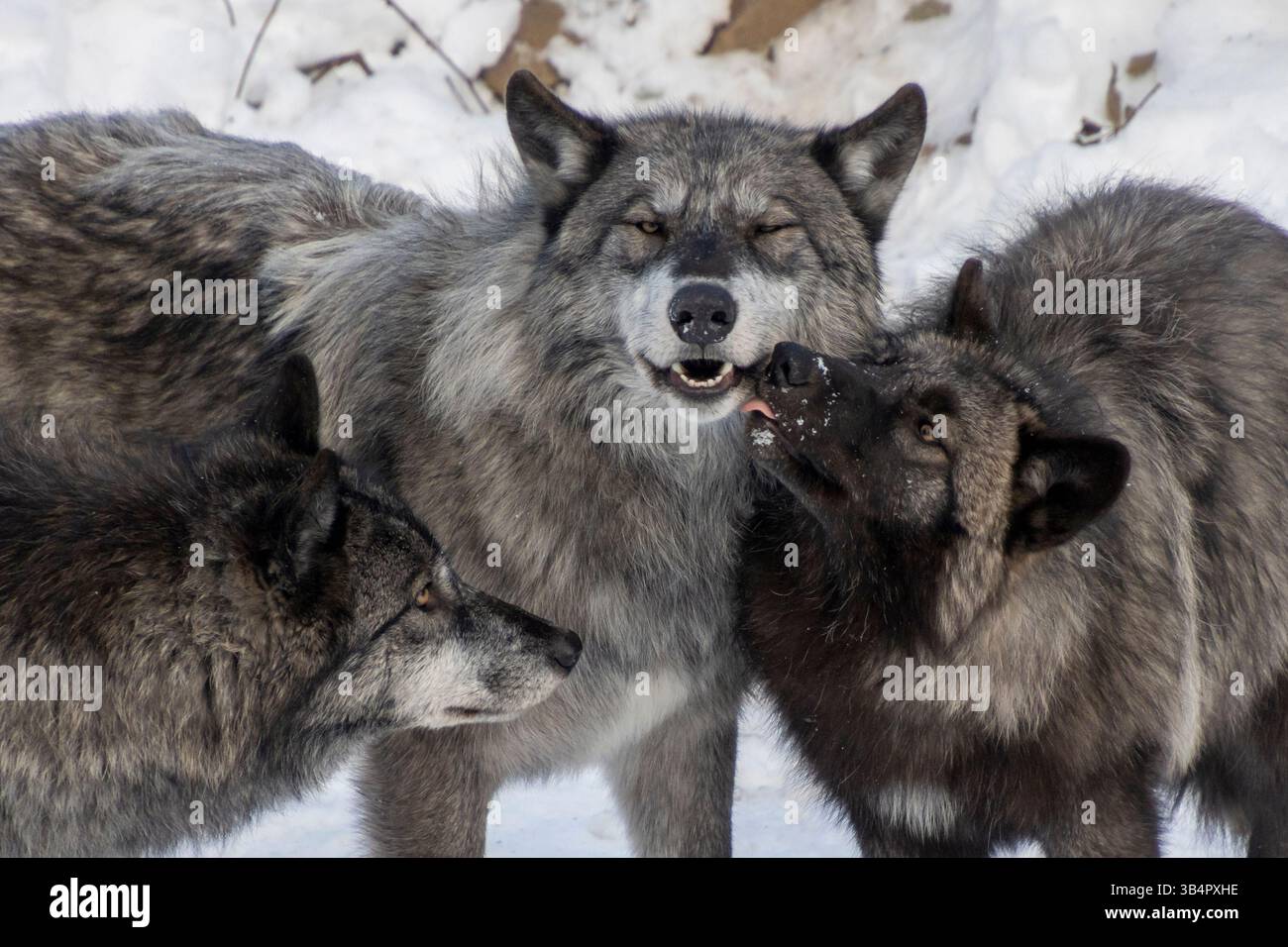 Tre lupi sono riuniti in un ambiente innevato, mostrando le loro interazioni sociali. Foto Stock Tre lupi sono riuniti in un ambiente innevato, mostrando le loro interazioni sociali. Foto Stock
