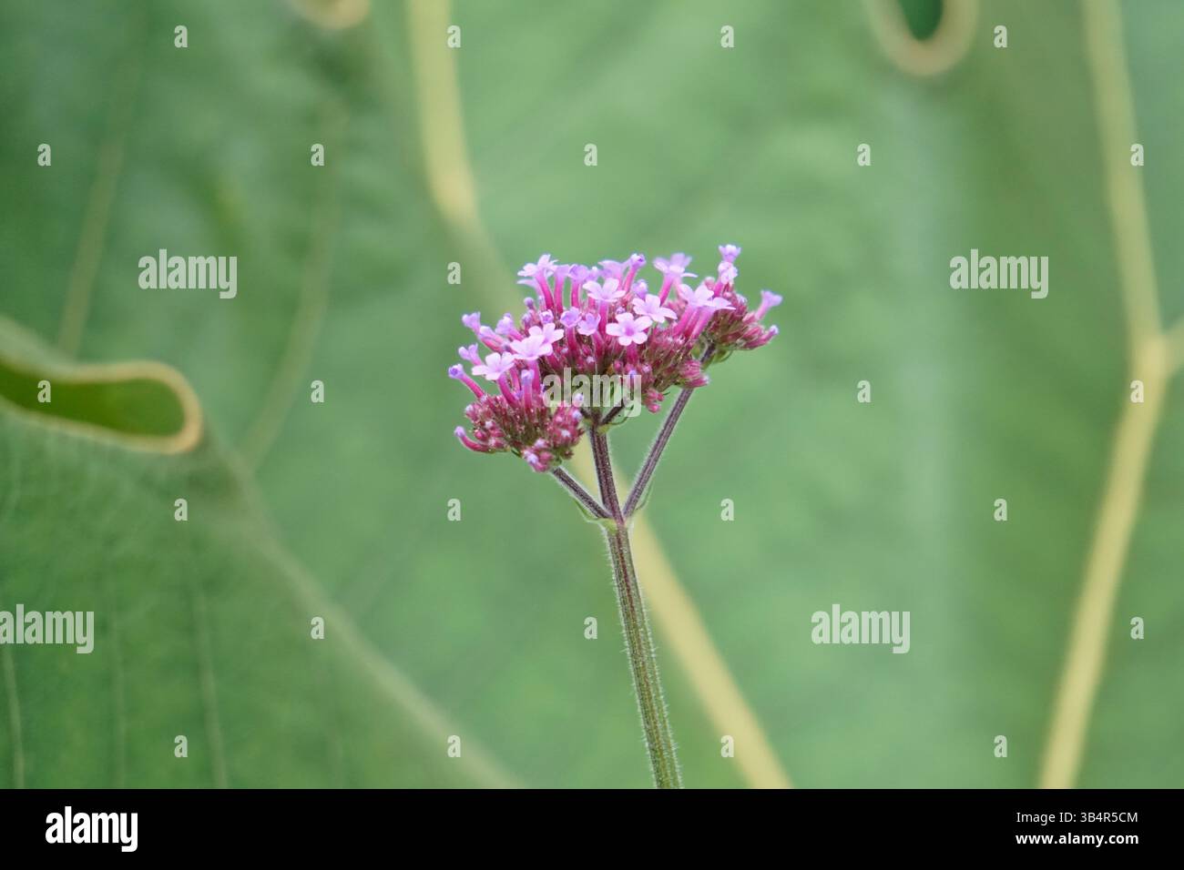 Primo piano della Verbena bonariensis con delicati fiori viola su un gambo alto e sottile su uno sfondo verde tenue. Centro naturalistico di Tilgate Foto Stock