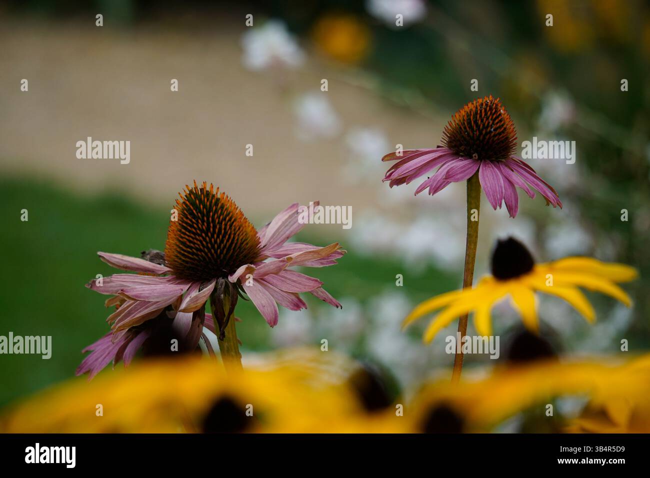 Fiori a conchiglia viola e Susani dagli occhi neri gialli in fiore, che creano un mix colorato di fiori da giardino estivi.Tilgate Nature Centre Crawley, Regno Unito Foto Stock