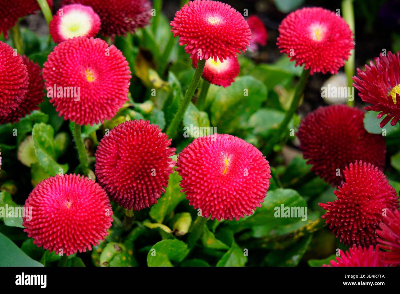 Primo piano di margherite pompon rosso brillante in piena fioritura, che creano un giardino vivido e ornamentale. Arundel, Inghilterra Foto Stock