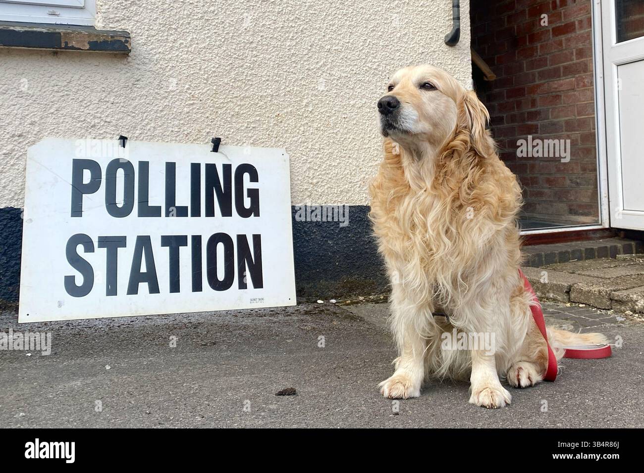 Dunsford, Devon, Regno Unito. 1° maggio 2025. Elezioni locali del 2025: Cani ai polling Stations, Raphael the retriever aspetta il suo proprietario mentre votano alle elezioni locali, Dunsford, Devon, UK Credit: Nidpor/Alamy Live News Foto Stock