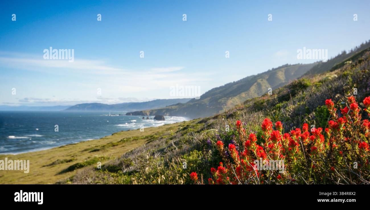 Paesaggio costiero con fiori primaverili sull'Oceano Pacifico, vicino a Westport Union Landing, California, Stati Uniti Foto Stock