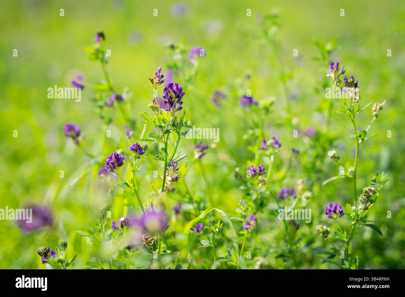 Steli con erba medica in fiore (Medicago sativa). Piante ad alto contenuto proteico. Messa a fuoco selettiva. Design del coperchio. Foto Stock