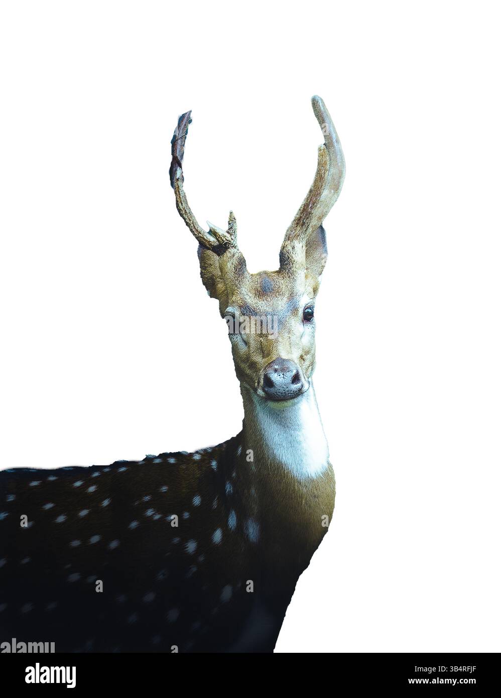 Maestoso cervo isolato, che mostra le sue eleganti corna e il caratteristico cappotto maculato su sfondo bianco. Foto Stock