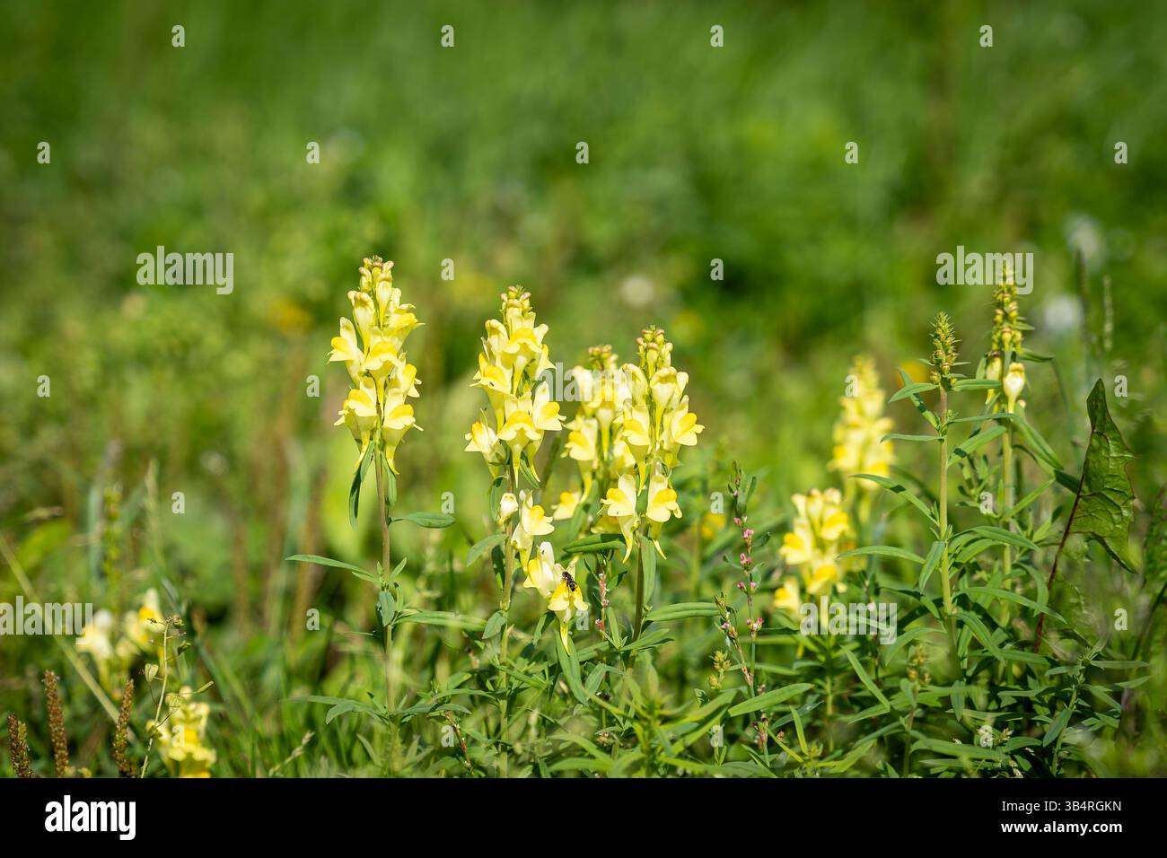 Toadflax comune, toadflax giallo o burro e uova (Linaria vulgaris). Un attraente fiore giallo limone nella famiglia delle Plantaginaceae nel prato. Foto Stock