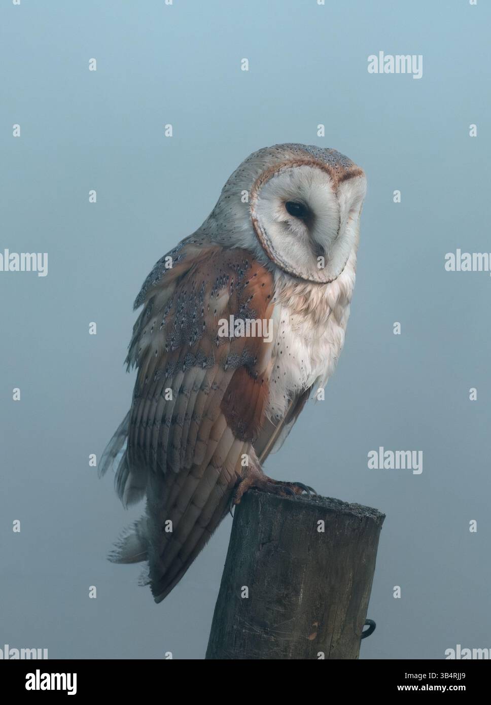 Femmina adulta selvaggia di Barn Owl (Tyto alba) arroccata poco prima dell'alba in una mattina nebbiosa, nell'Oxfordshire Foto Stock