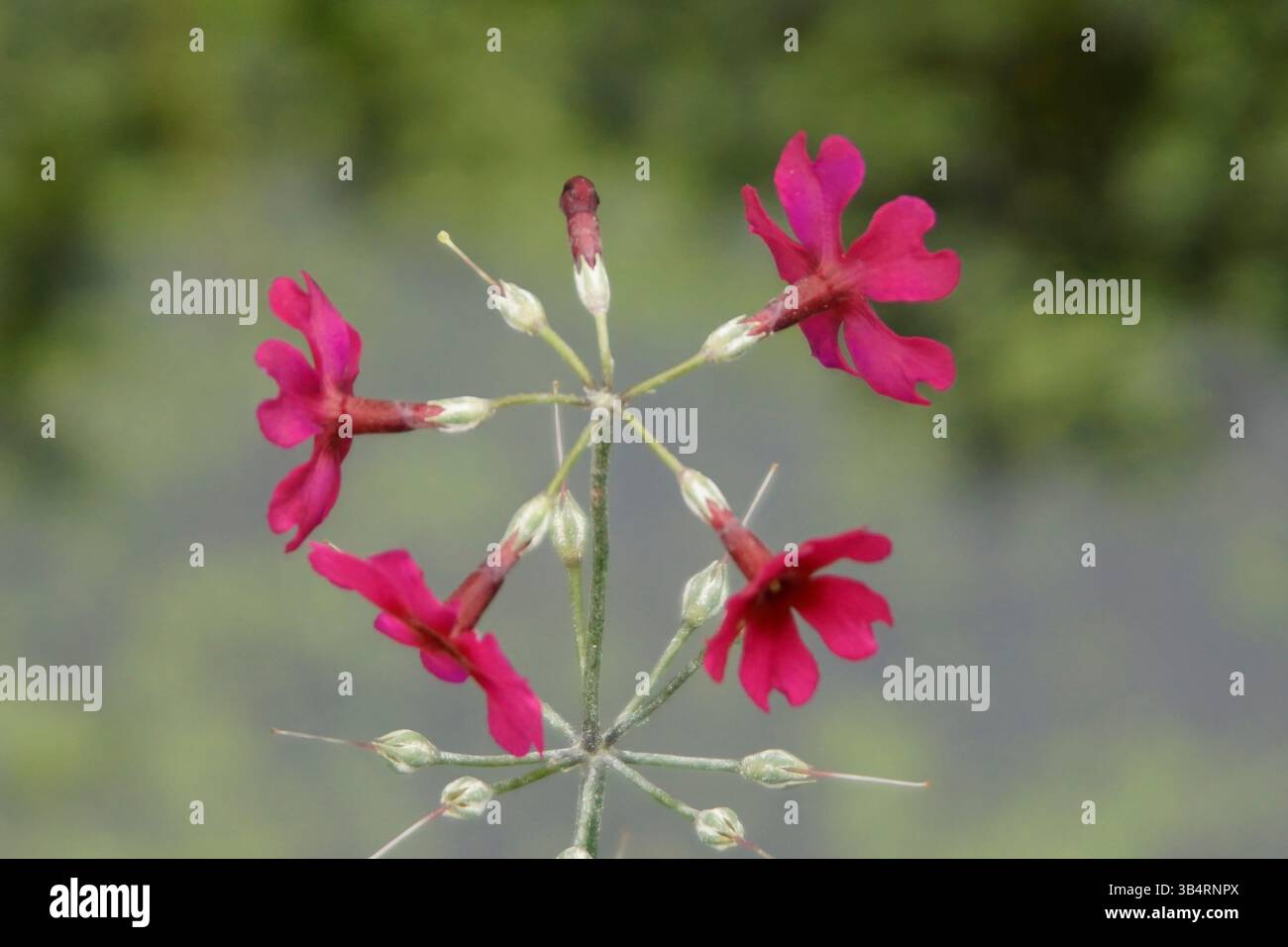 Primo piano di un fiore rosso Primula florindae in fiore. RHS Garden, Wisley, Inghilterra Foto Stock