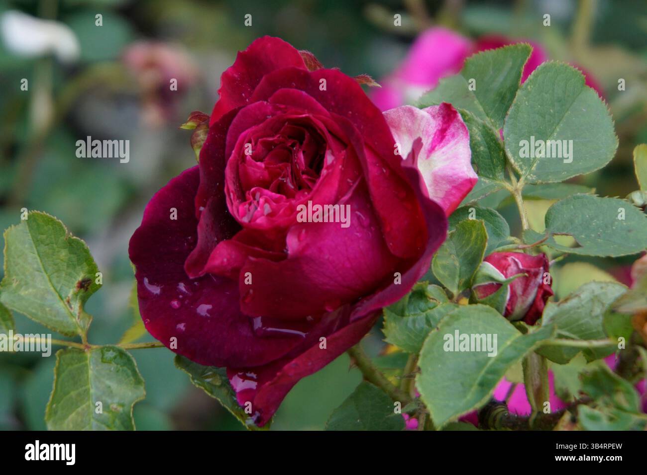 Primo piano di una rosa rossa profonda con gocce di pioggia sui suoi petali, catturata in un giardino tra foglie verdi. RHS Garden, Wisley, Inghilterra Foto Stock