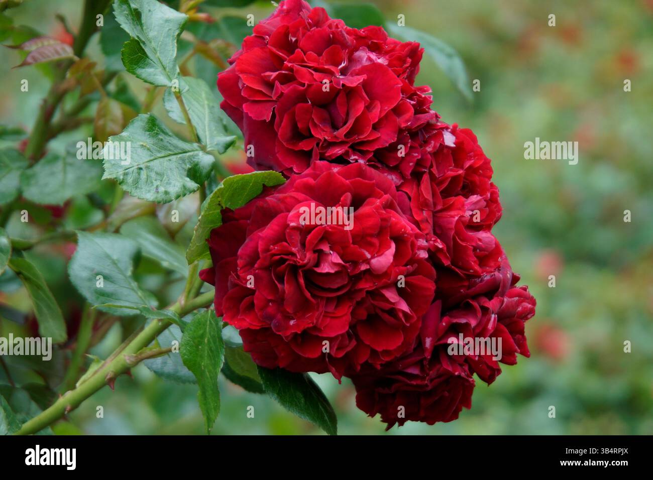 Gruppo di rose rosse in fiore su un cespuglio di giardino, petali vibranti e foglie verdi catturate dalla luce naturale all'aperto.RHS Garden, Wisley, Inghilterra Foto Stock