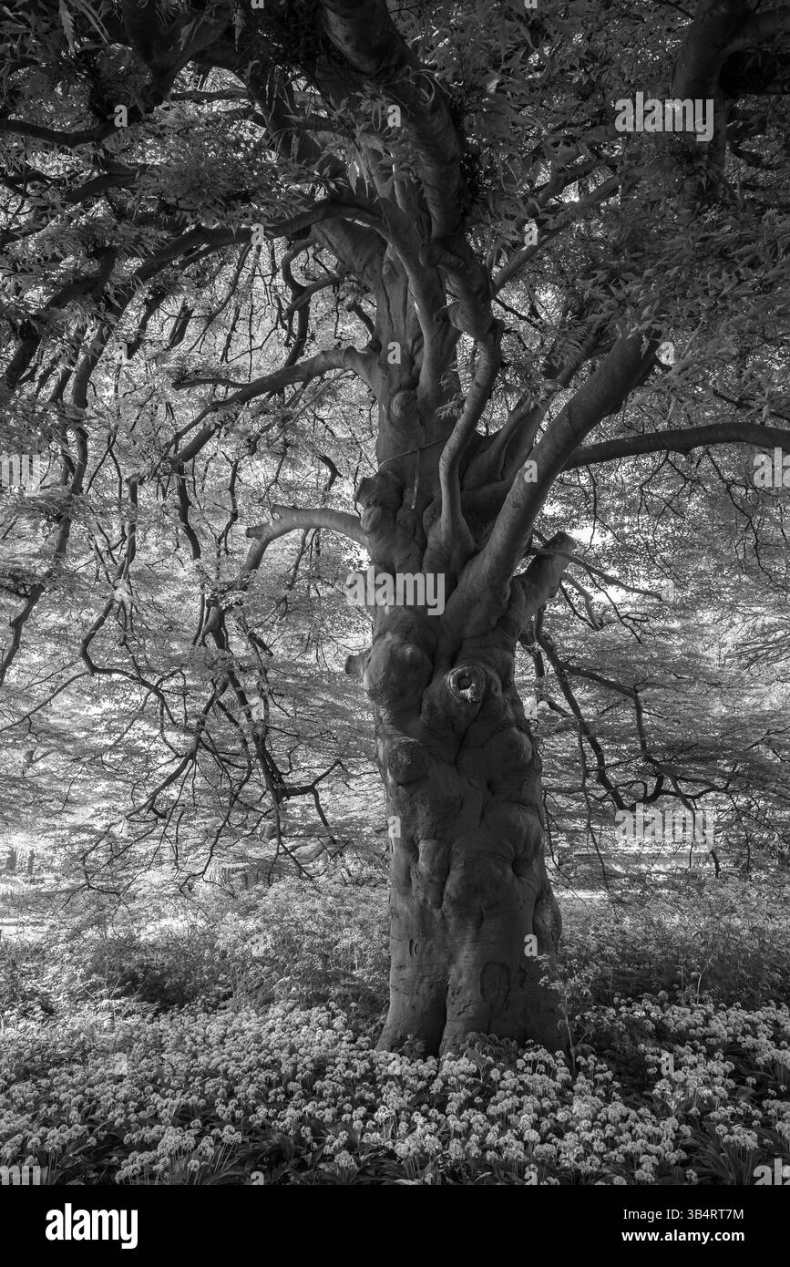 Vista spettacolare di un faggio europeo (Fagus Sylvatica Aspleniifolia) nell'Hortus Botanicus Leiden, il più antico giardino botanico dei Paesi Bassi Foto Stock