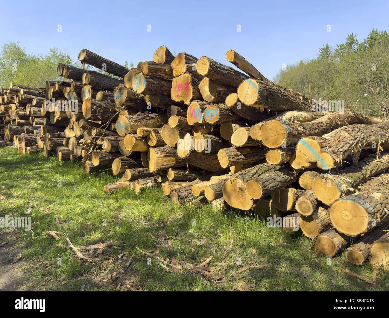 Tronchi d'albero impilati appena abbattuti, decapitati, codificati a colori, che si trovano ai margini di una foresta, Germania, Europa Foto Stock