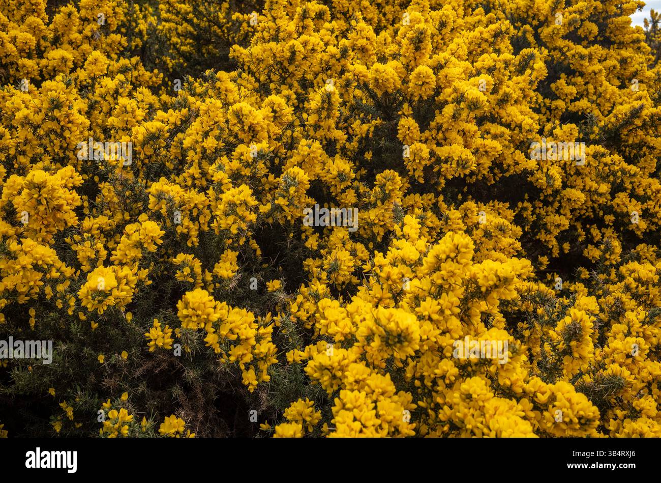 Fiori di gorse massaggiati, Murton, Westmorland & Furness, Cumbria, Regno Unito Foto Stock