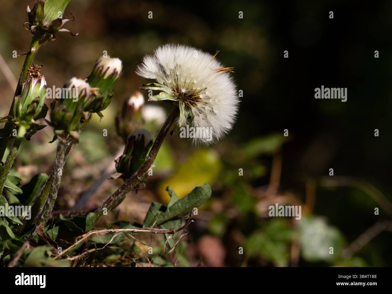 Dandelion - fiore selvatico Foto Stock