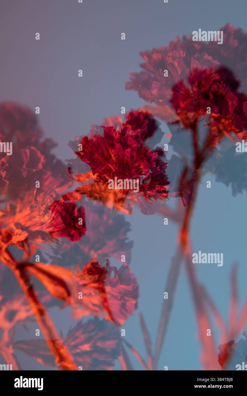 Kermek ha intagliato fiori rossi, secchi su sfondo blu. Primo piano. Effetto raddoppio. Foto Stock