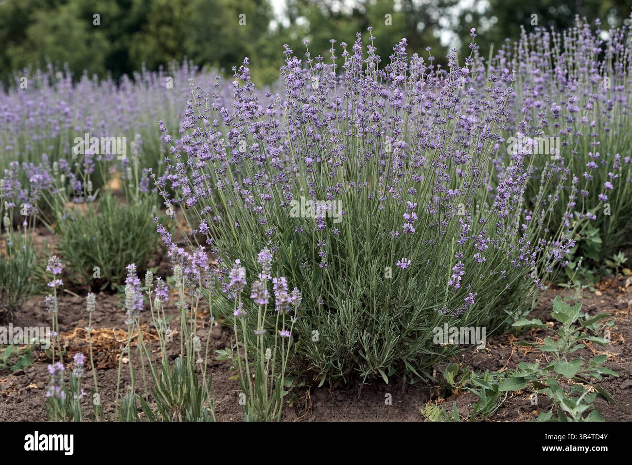 Cespuglio di lavanda viola in un campo di lavanda. La crescita è perenne. Foto Stock