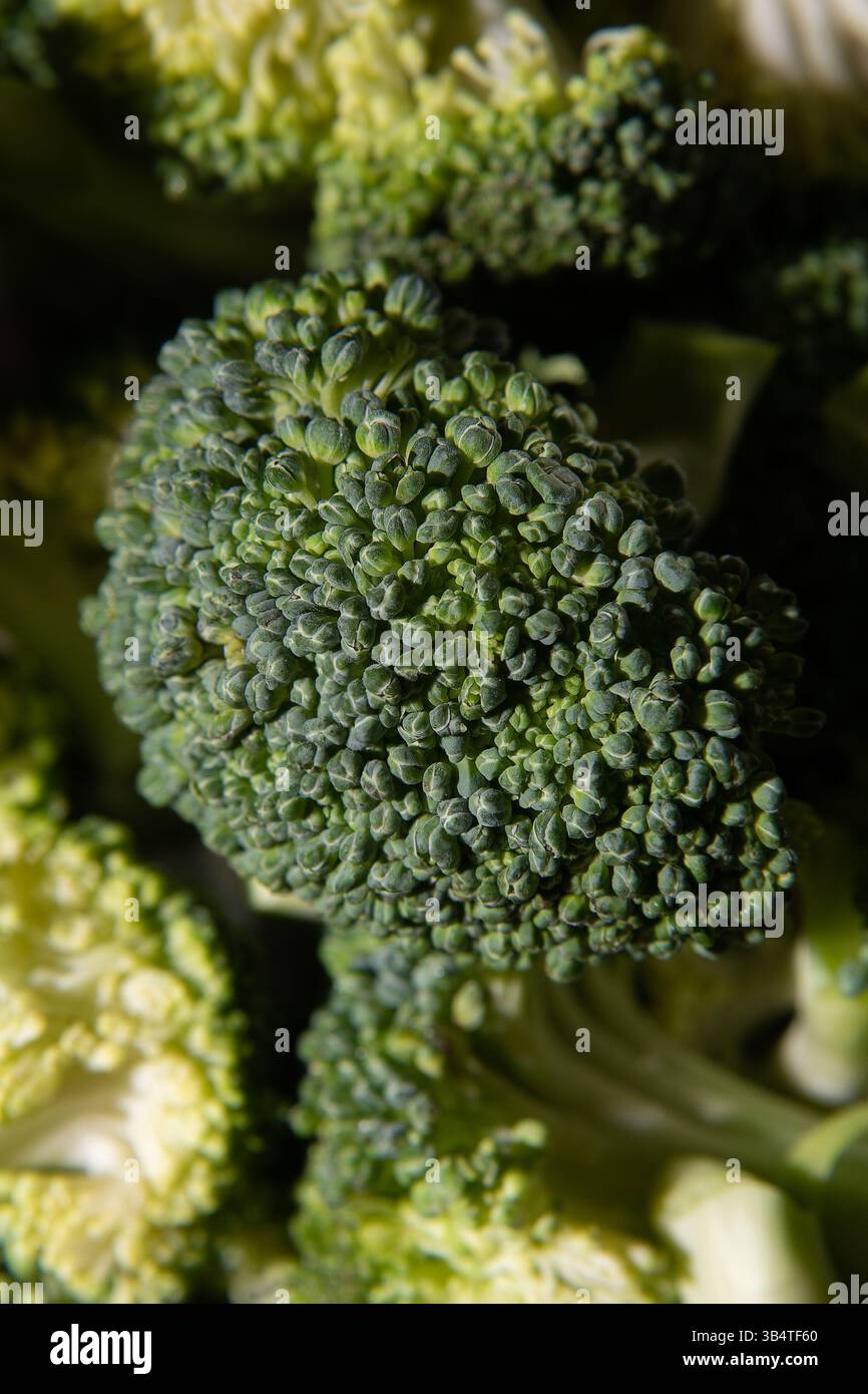 Broccoli con luce artificiale da studio. Foto Stock