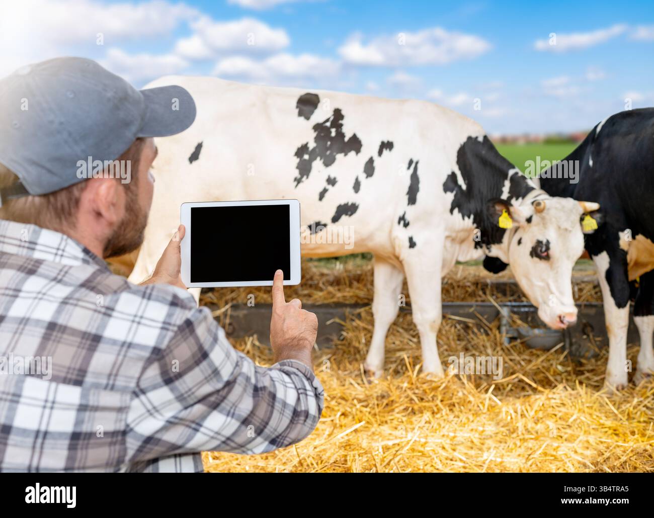 Agricoltore maschio che controlla lo stato sanitario della mandria di vacche in un'azienda zootecnica utilizzando tavoletta digitale in un fienile aperto Foto Stock Agricoltore maschio che controlla lo stato sanitario della mandria di vacche in un'azienda zootecnica utilizzando tavoletta digitale in un fienile aperto Foto Stock