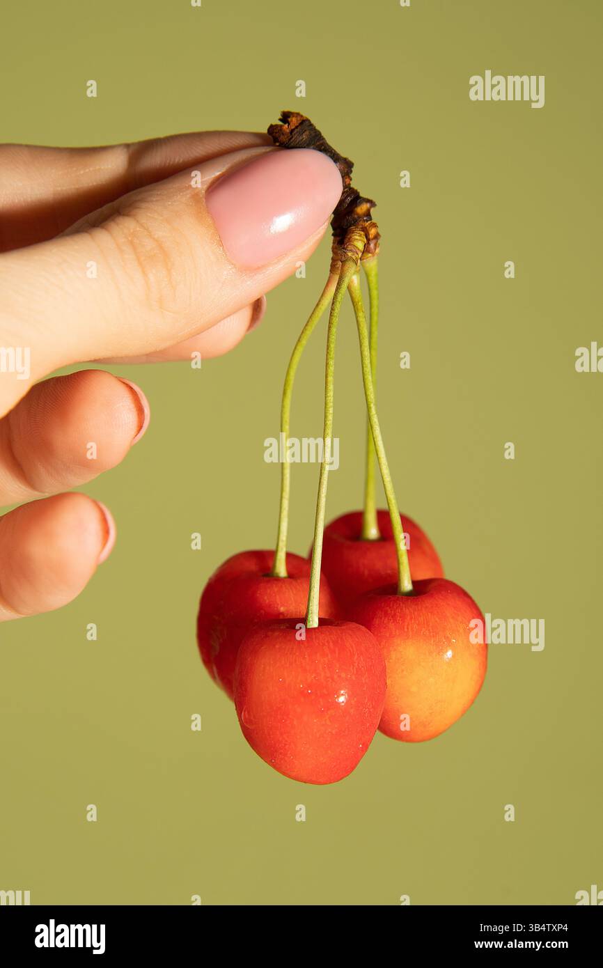 Ramo di ciliegio tra le mani su un delicato sfondo verde. Foto Stock