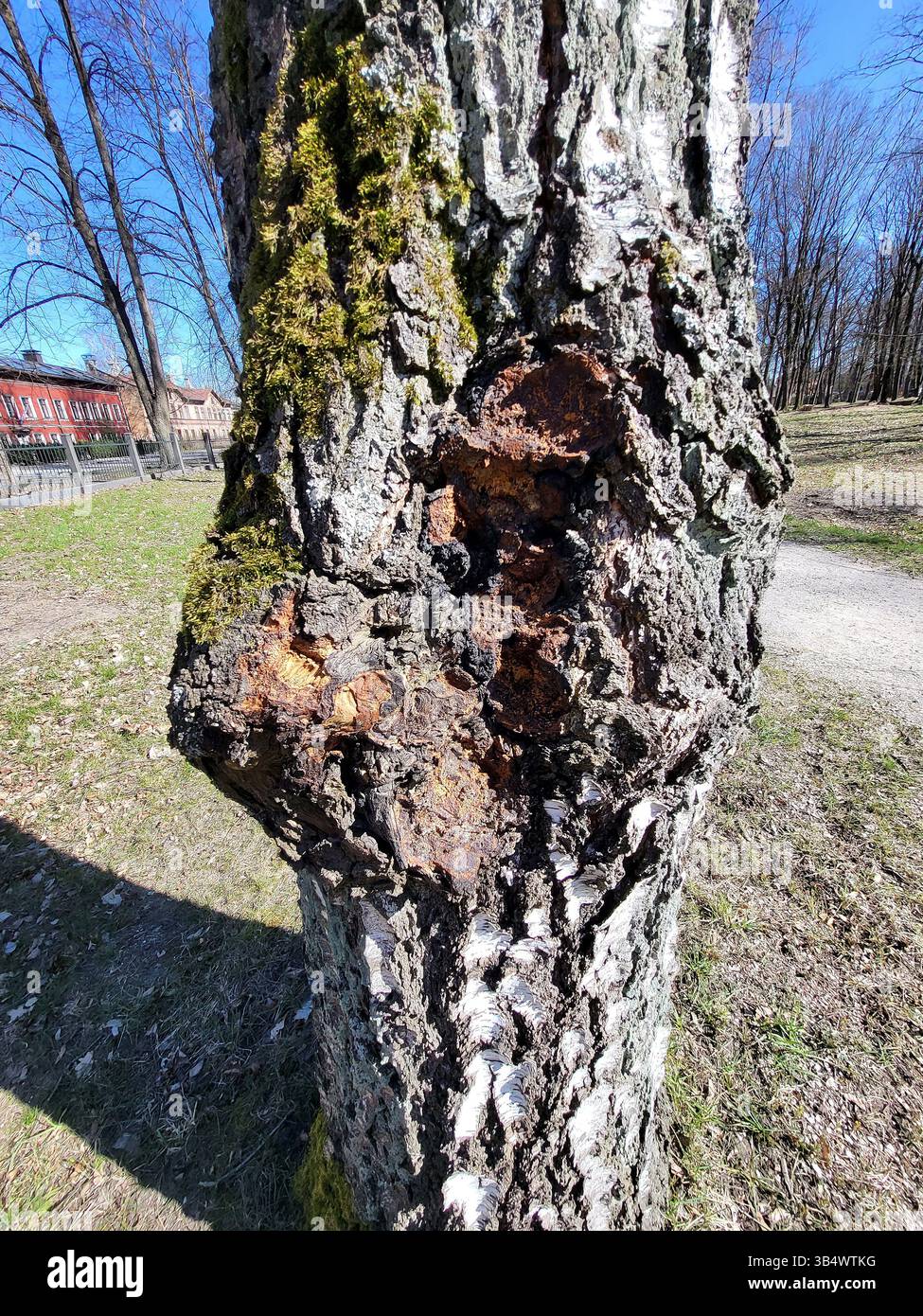 chaga fungo inonotus obliquus su betulla parassita medicina salute Foto Stock