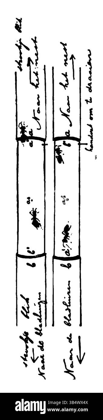 Una fotografia tratta dalla pubblicazione del 1906 di Eli Heimans "Wandelen en Waarnemen", pubblicata a pagina 026. L'immagine continua a catturare i temi della natura e dell'ambiente centrali allo stile fotografico e all'approccio naturalista di Heimans. Foto Stock