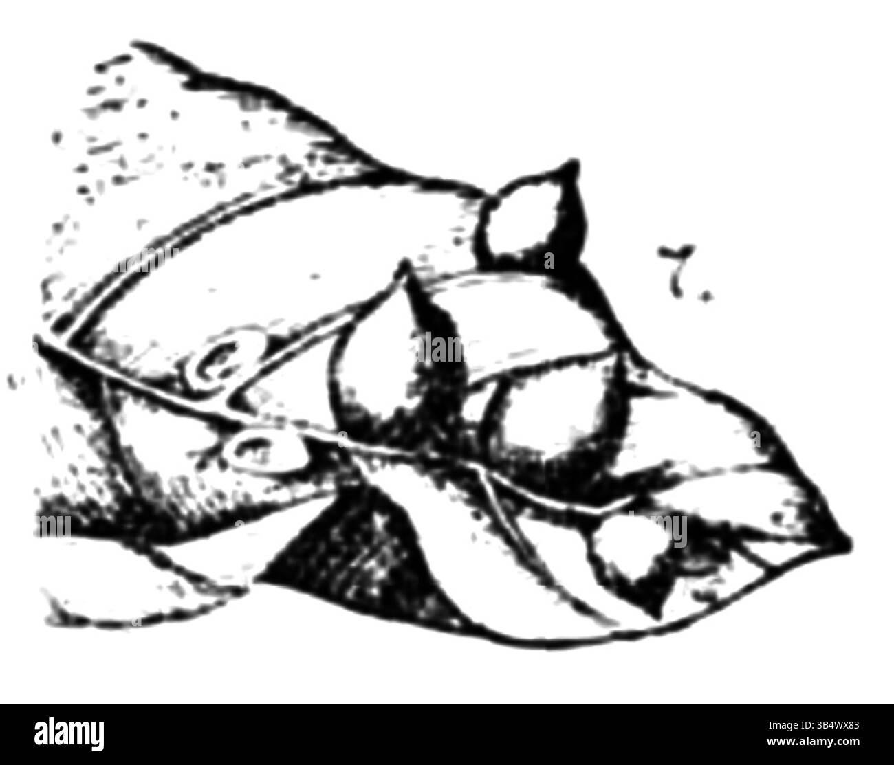 Un'immagine tratta da pagina 148 del libro del 1906 di Eli Heimans 'Wandelen en Waarnemen', che presenta le Galls, evidenziando il fenomeno naturale in un contesto botanico. Foto Stock