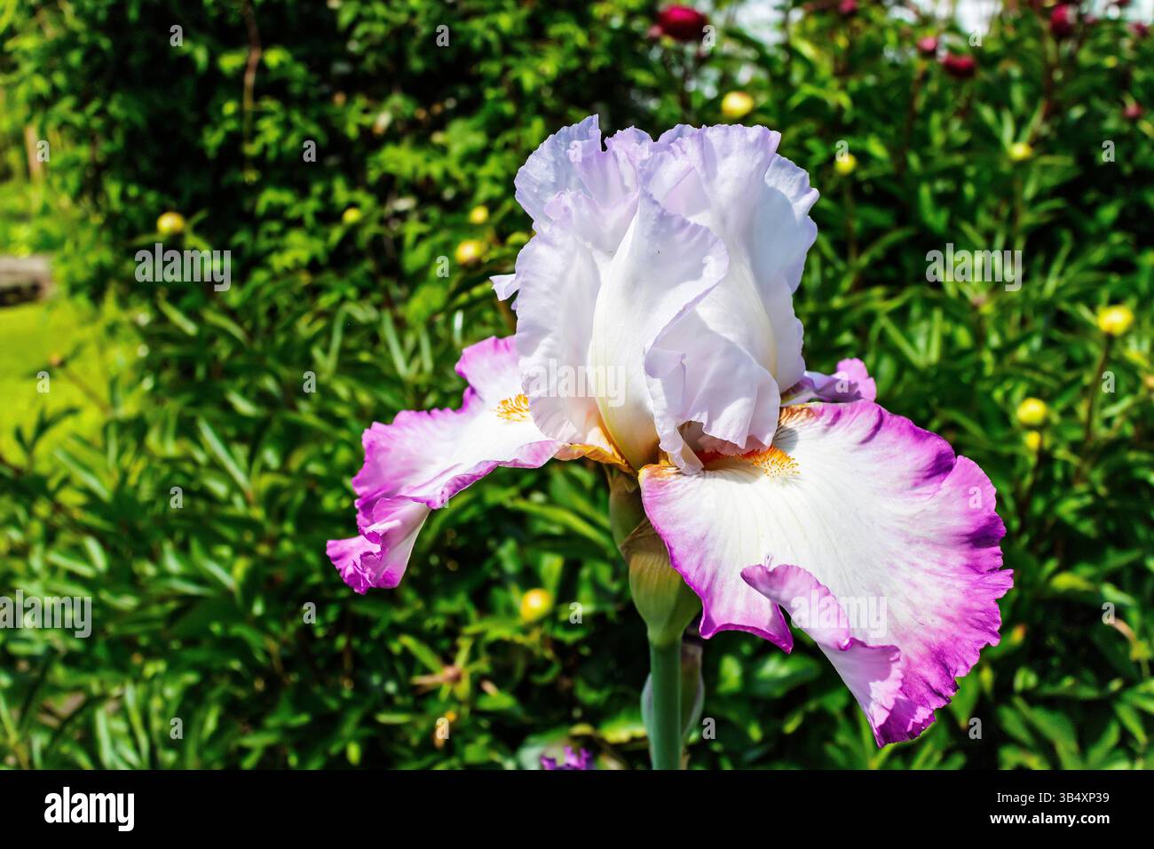 Blu pallido con frange viola Iris barbuti noto anche come Iris tedesco. Foto Stock