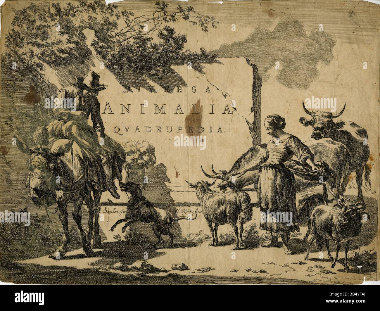 L'incisione del XVII secolo "Diversa Animalia Quadrupedia" di Jan Visscher mostra vari quadrupedi, illustrando la diversità degli animali terrestri in incisioni dettagliate. Questo lavoro scientifico cattura gli animali nelle loro forme naturali, evidenziando l'accuratezza anatomica e l'abilità artistica del periodo. Fa parte della collezione della Vanderbilt fine Arts Gallery. Foto Stock