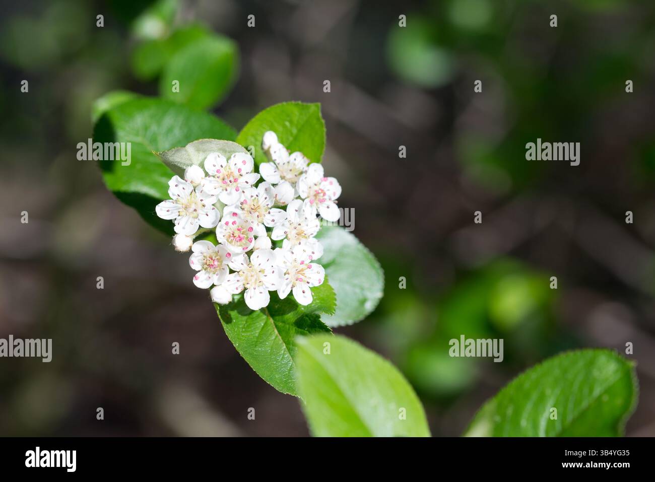 Aronia melanocarpa, primo piano di fiori primaverili di cioccolato nero Foto Stock
