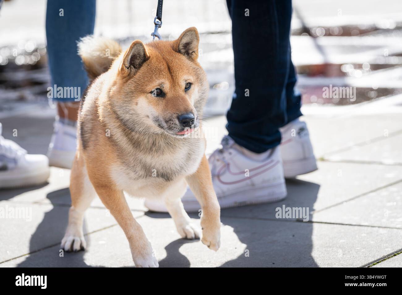 Uno Shiba Inu tira forte sul guinzaglio mentre cammina per strada. Shiba Inu tira il guinzaglio in avanti in una passeggiata. Allenamento all'obbedienza per cani. Foto Stock