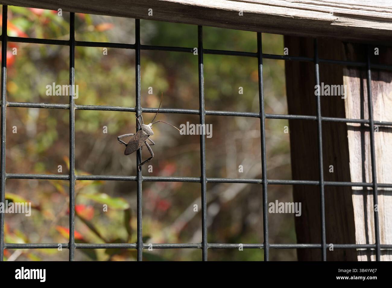 Leaf-Footed Bug Foto Stock
