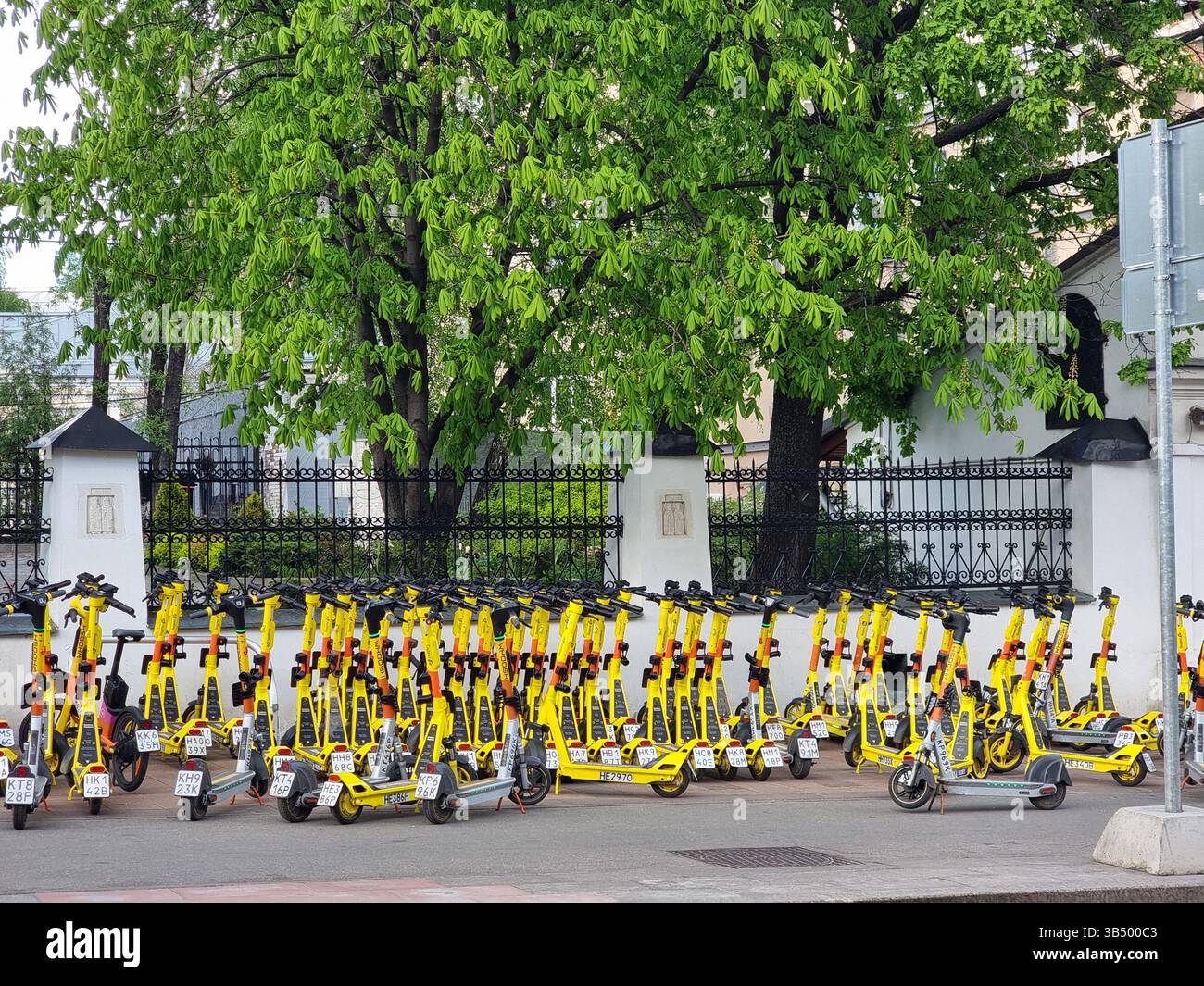 Molti e-scooter gialli luminosi parcheggiati sul marciapiede/marciapiede vicino a alberi verdi; Whoosh - Immagine stock catturata con smartphone