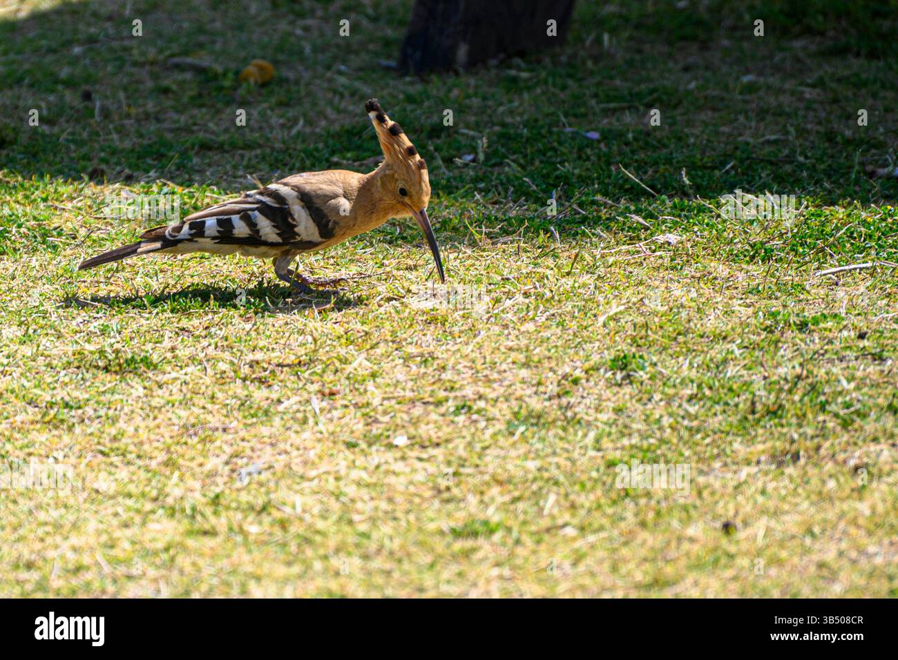 Hoopoe eurasiatico (Upupa epops هدهد) con coleottero in becco questo uccello si trova in tutta Europa, Asia, Africa settentrionale e sub-sahariana e Madagascar. IT Foto Stock