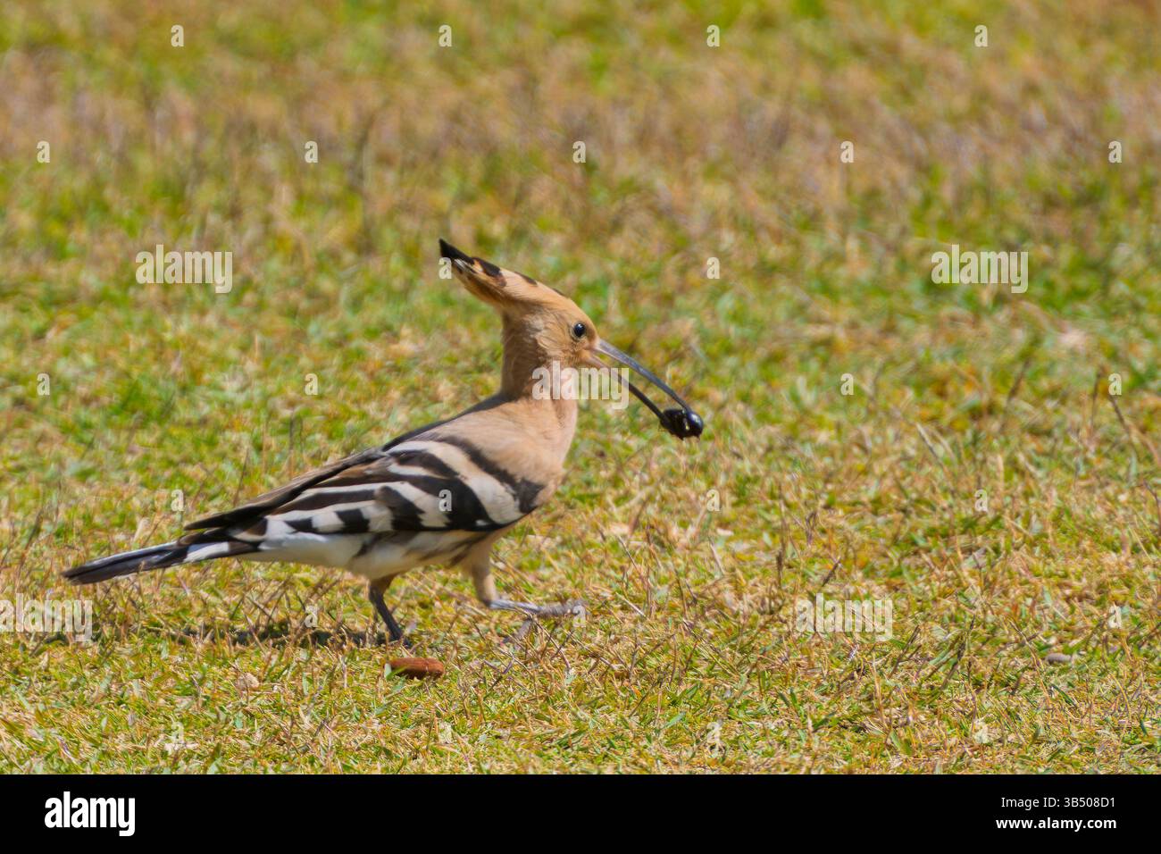Hoopoe eurasiatico (Upupa epops هدهد) con coleottero in becco questo uccello si trova in tutta Europa, Asia, Africa settentrionale e sub-sahariana e Madagascar. IT Foto Stock