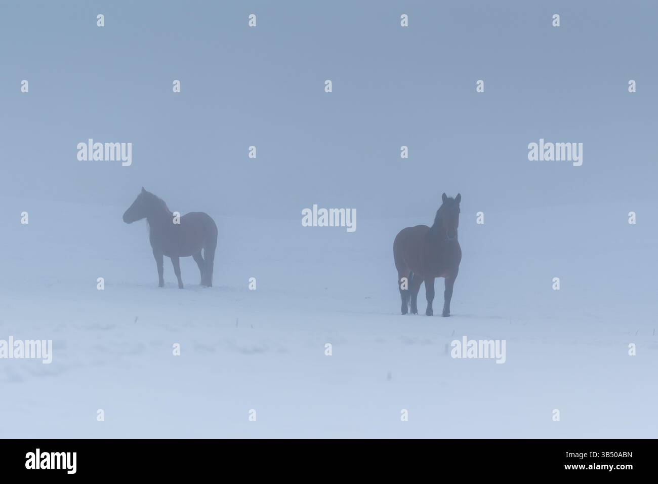 Due cavalli su pascolo innevato durante la mattina nebbiosa, coperta di neve sul campo e cavalli sulla neve Foto Stock