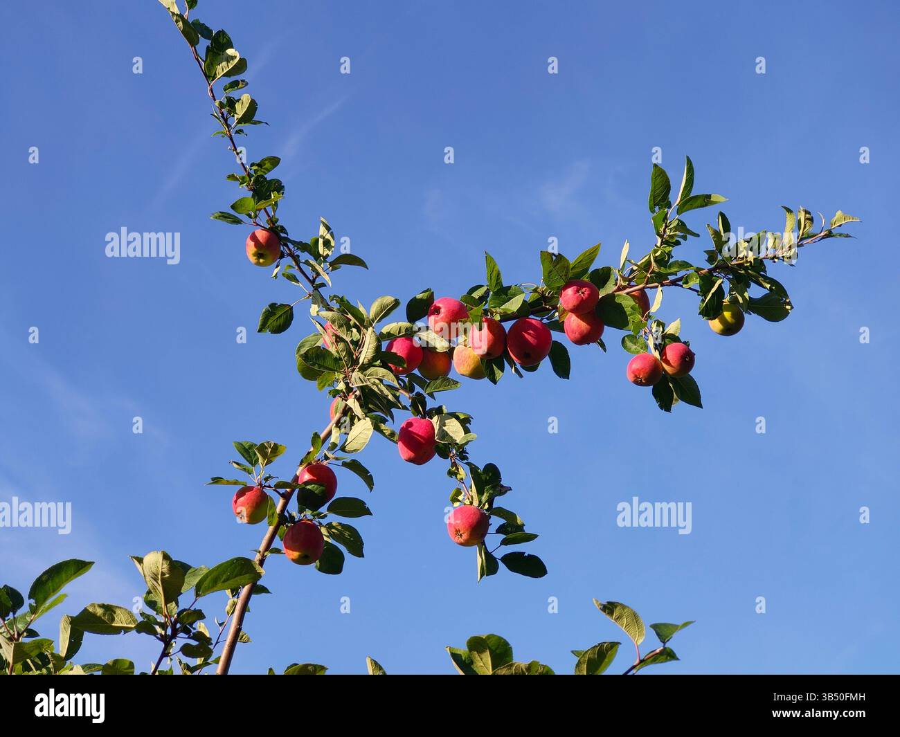 Mele rosse mature e succose su un albero di mele contro il cielo azzurro nelle giornate di sole estive. Foto Stock
