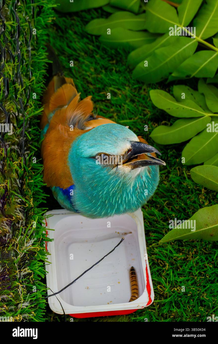 Rullo europeo ricoverato in ospedale (Coracias garrulus) e spuntino fotografato presso l'Israeli Wildlife Hospital, Ramat Gan, Israele Foto Stock