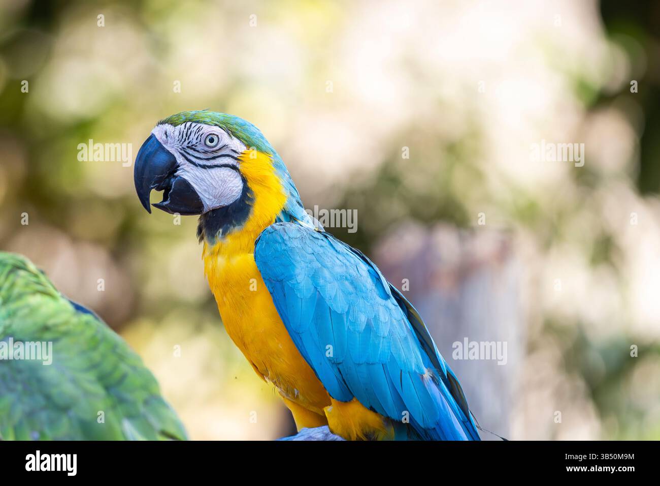 Pappagallo, pappagallo blu e oro o pappagallo blu e giallo con profilo ritratto. Ara ararauna, conosciuta anche come l'ara blu e oro. Foto Stock