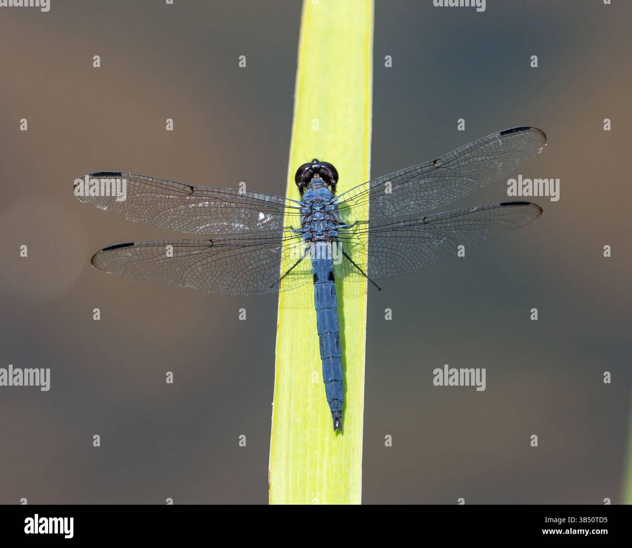 Un slaty skimmer dragonfly appollaiato su un ampia pianta verde in condizioni di luce solare intensa. Foto Stock