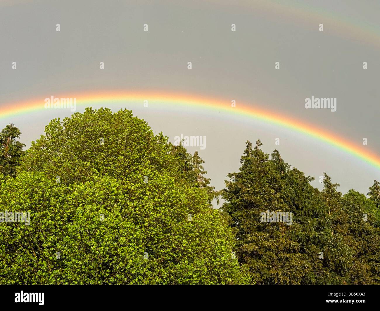 Arcobaleno su boschi misti, Galles. Foto Stock