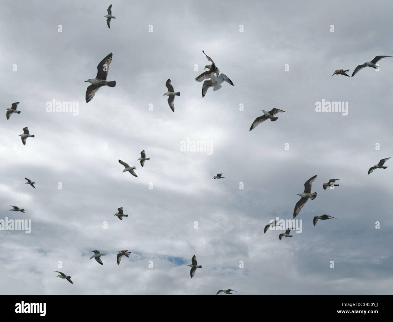 Gabbiani che volano contro un cielo nuvoloso, Galles. - Immagine stock catturata con smartphone